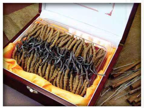 明溪冬虫夏草回收